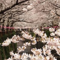 目黒川の桜　いつ、どのぐらい混んでる？　穴場の駅は？