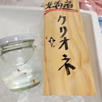Perfumeライブ