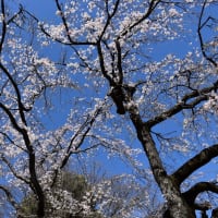 枝垂桜狩り　東京都文京区後楽　小石川後楽園（2）小廬山（しょうろざん）エリアの枝垂桜