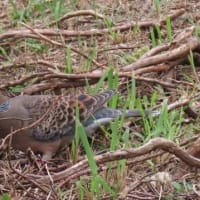  於大公園 ： アサザ・・・火曜散歩さん、今日は風もあり暑さを忘れて散歩できました。