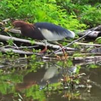 アカガシラサギ　初見初撮りの鳥です