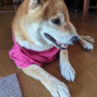 夏が来る前なのに…早く涼しくならないかしら