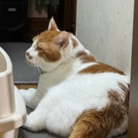 2025/6/20の朝