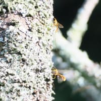 オオホシオナガバチ