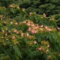 　合歓の木の花　　　　　　　　　　　　　　　　　　　　　　