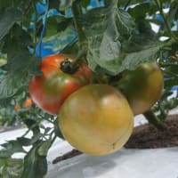 トマトが赤くなった