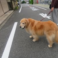 まのんママ週の初めなのに絶不調