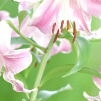 オリエンタルリリー