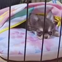 お留守番