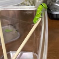 アゲハ蝶観察日記October