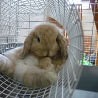 今日は...ココアちゃんの命日😢