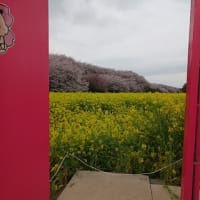 幸手の権現堂桜を見てきました