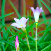 サフランモドキ（ゼフィランサス）の花