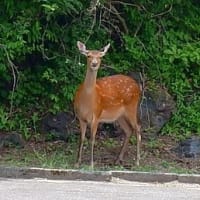 ちょっと早いかも？の｢山椒狩り｣