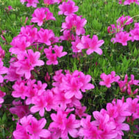 春 進 深