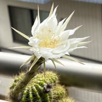 サボテンの花