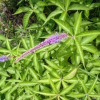 困ったときは植物園へ
