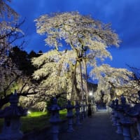 ２０２５夜の森の桜並木トンネルと宝泉寺の桜