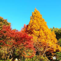 紅葉散策～金沢自然公園