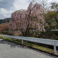 今年も綺麗ですね。