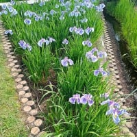 花しょうぶまつり（豊橋市賀茂しょうぶ園）に行ってきました