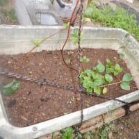 　雨の中　畑点検畑の様子