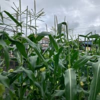 スイカの日入れ進む！～菜園ライフ４２６