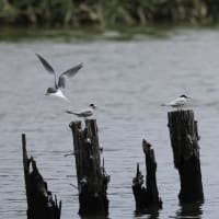 何時もの沼でコアジサシ（３日）