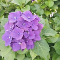 ご無沙汰しました