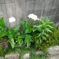 Ｓ助、Ｓ奈ちゃん近況＆お花とＴさんのやらかし！