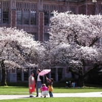お花見 at University of Washington