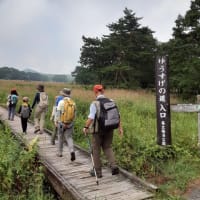 8月24日「榛名富士とマツムシソウ咲く沼ノ原　自然観察」は無事終了しました