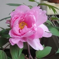 八千代椿日記（9）