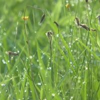 白露、草露白し～白秋