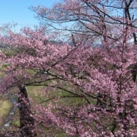 揖斐郡池田町の霞間ヶ渓にへ桜を見に・・・