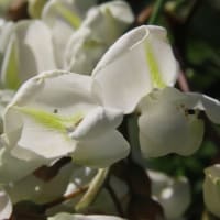ニセアカシア（贋アカシア）の花