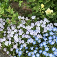 生きていることの素晴らしさ・・・去（きょ）・居原田麗（いはらだれい）さん