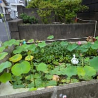 正面門池その2