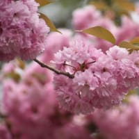 芦野公園の八重桜と野鳥とリス