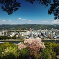 高知市を見下ろす筆山の一本桜