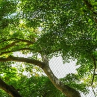 魅惑の古刹【円覚寺】青赤のモミジやユキノシタ、カワセミの姿、様々な魅力を発見！