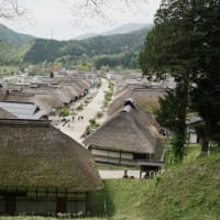 白川湖の水没林　2025