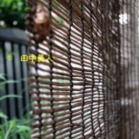 脱皮中、殻破りのクマゼミも簾にすがる