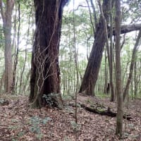 鹿児島県高隈演習林のシカの食性