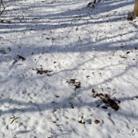 怪しい足跡から引き返して運動公園を散歩