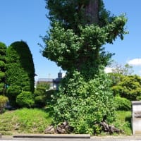 栃木県那珂川町、小川「光照寺のイチョウ」（町指定）です！！