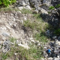 登山道の修復や植生回復に