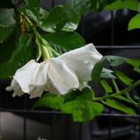 オオヤエクチナシが開花