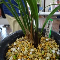 佐賀寒蘭会新芽鑑賞会（普通芽）