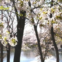 伊勢原公園の桜（続き）